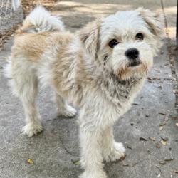 Shelter Stray Male Dog last seen 98th and Bancroft, Oakland, CA, 1101 29th Ave, Oakland, CA 94601, USA