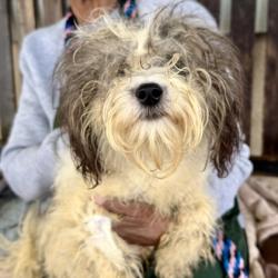 Shelter Stray Male Dog last seen 65th Village, Oakland, CA, 1101 29th Ave, Oakland, CA 94601, USA