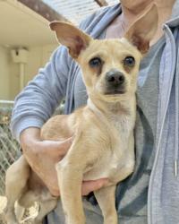 Shelter Stray Male Dog last seen 93rd Ave, Oakland, CA, 1101 29th Ave, Oakland, CA 94601, USA