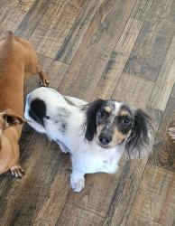 Reunited Female Dog last seen Broadway, Escondido, CA 92026