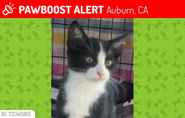 Lost Male Cat last seen Combie Road, Auburn, CA 95602