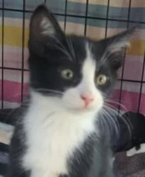 Lost Male Cat last seen Combie Road, Auburn, CA 95602