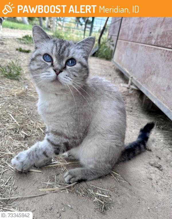 Found/Stray Female Cat last seen McDermitt & Ustick, Meridian, ID 83642