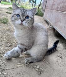 Found/Stray Female Cat last seen McDermitt & Ustick, Meridian, ID 83642