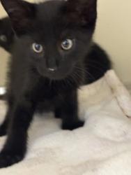 Shelter Stray Male Cat last seen Near Brockett Trl Clarkston GA 30021, 30021, GA, 3280 Chamblee Dunwoody Rd, Chamblee, GA 30341, USA