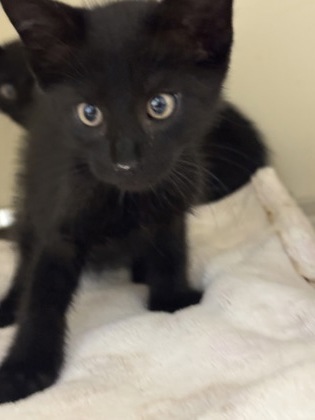 Shelter Stray Male Cat last seen Near Brockett Trl Clarkston GA 30021, 30021, GA, 3280 Chamblee Dunwoody Rd, Chamblee, GA 30341, USA