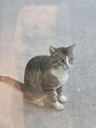 Found/Stray Unknown Cat last seen Near brockton. Underneath white subaru, Los Angeles, CA 90025