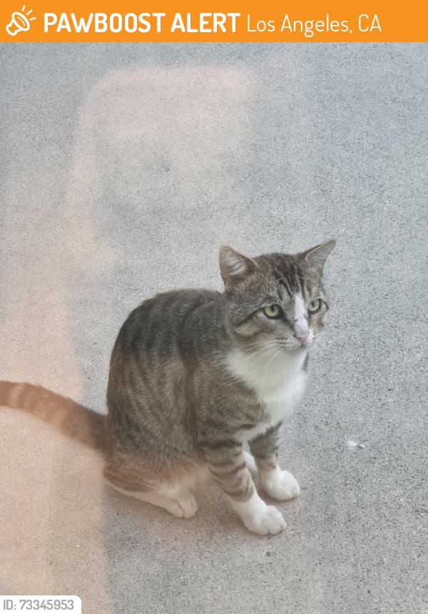 Found/Stray Unknown Cat last seen Near brockton. Underneath white subaru, Los Angeles, CA 90025