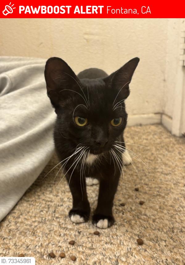 Lost Female Cat last seen huntergs ridge park, Fontana, CA 92336