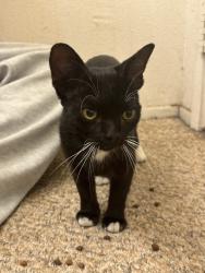 Lost Female Cat last seen huntergs ridge park, Fontana, CA 92336