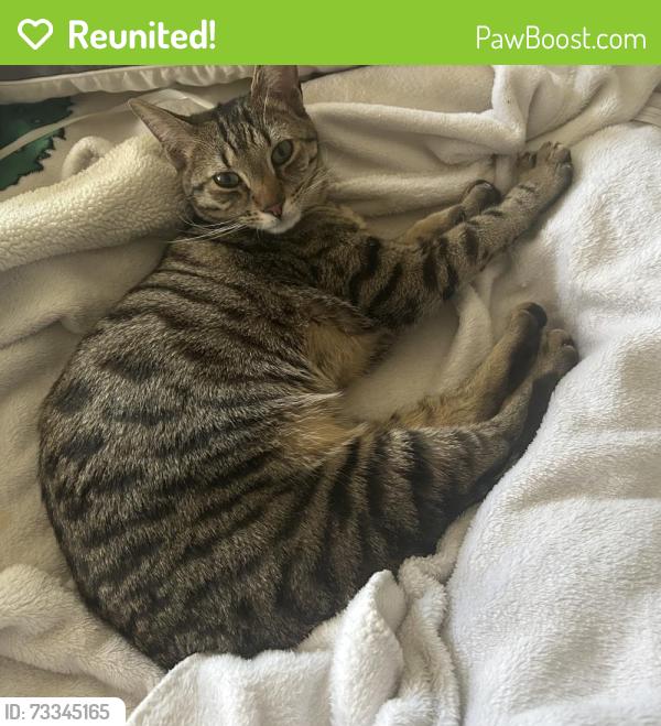 Reunited Female Cat last seen 8th Ave W & 128th St, Everett, WA 98204
