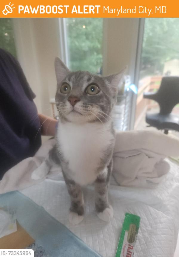 Found/Stray Male Cat last seen Maryland City Elementary School, Maryland City, MD 20724