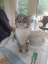Found/Stray Male Cat last seen Maryland City Elementary School, Maryland City, MD 20724