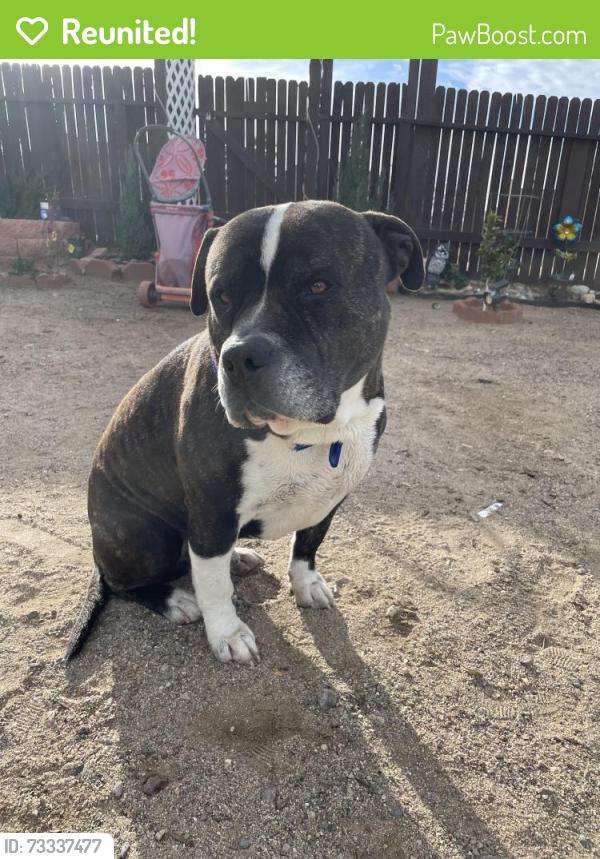 Reunited Male Dog last seen Delicious St., Adelanto, CA 92301