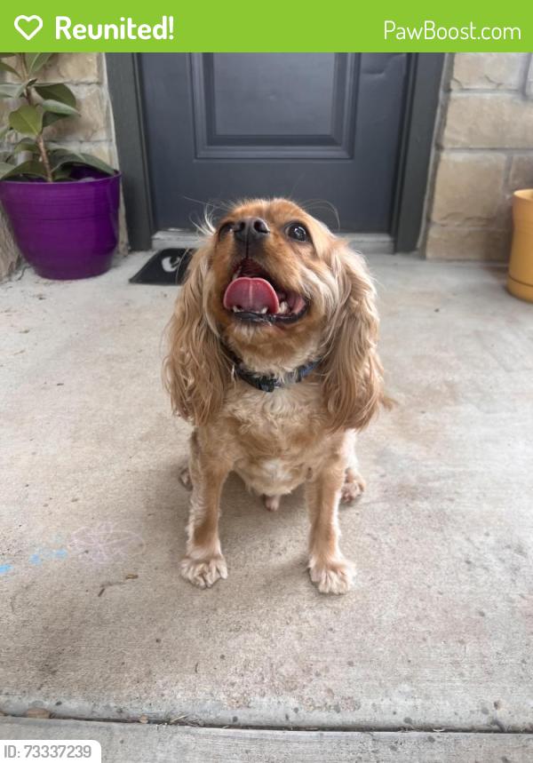 Reunited Male Dog last seen Avalon apmts, Georgetown, TX 78628