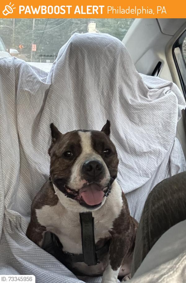 Found/Stray Female Dog last seen Moore Street, Philadelphia, PA 19145