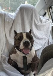Found/Stray Female Dog last seen Moore Street, Philadelphia, PA 19145