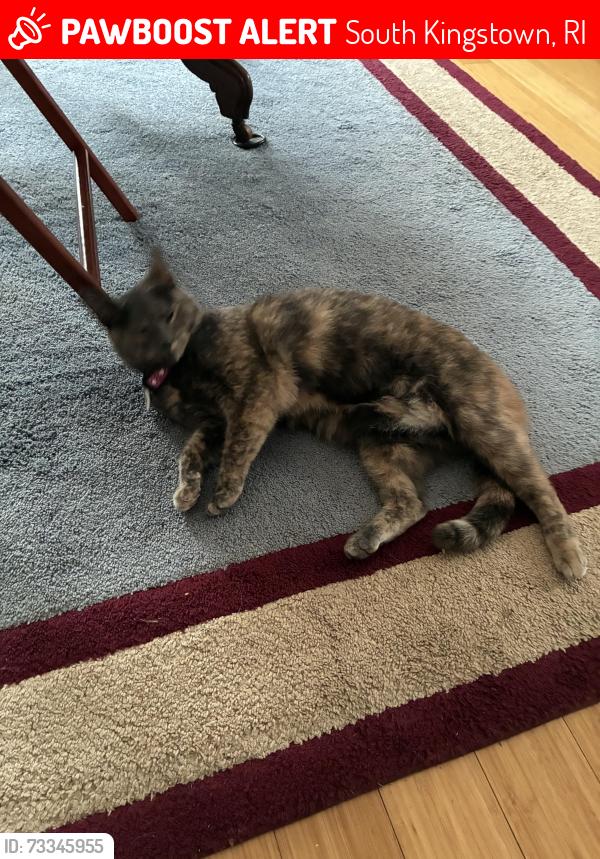 Lost Female Cat last seen Sugarcoat Watson farm ‘s Evergreen Court to Zinn Drive, South Kingstown, RI 02879