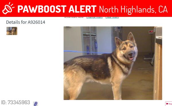 Lost Male Dog last seen Belva way and Don Julio, North Highlands, CA 95660