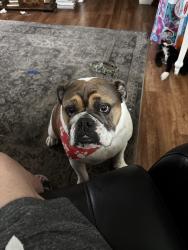 Lost Male Dog last seen Rancho hills Dr /Landscape Dr, San Diego, CA 92139