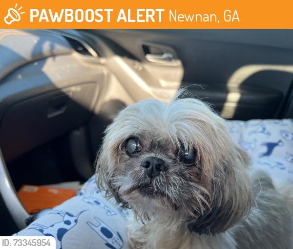 Found/Stray Female Dog last seen Newnan store parking lot, Newnan, GA 30263