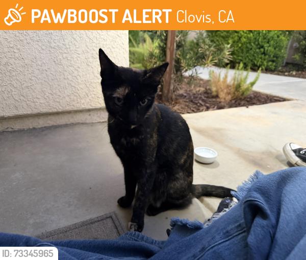 Found/Stray Unknown Cat last seen In Parador s Neigbborhood, Clovis, CA 93611