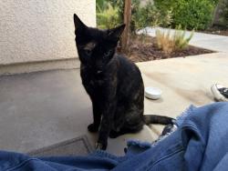 Found/Stray Unknown Cat last seen In Parador s Neigbborhood, Clovis, CA 93611