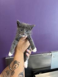 Shelter Stray Female Cat last seen Near N 300 W, SALT LAKE CITY, UT, 84103, 511 W 3900 S, Salt Lake City, UT 84123, USA
