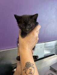Shelter Stray Female Cat last seen Near N 300 W, SALT LAKE CITY, UT, 84103, 511 W 3900 S, Salt Lake City, UT 84123, USA