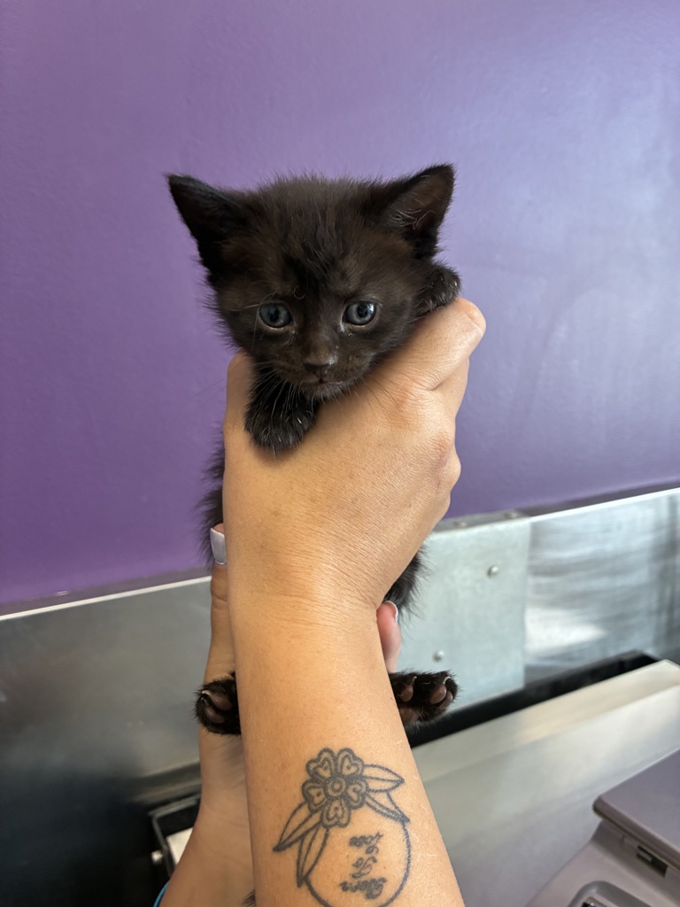Shelter Stray Female Cat last seen Near N 300 W, SALT LAKE CITY, UT, 84103, 511 W 3900 S, Salt Lake City, UT 84123, USA