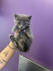 Shelter Stray Female Cat last seen Near N 300 W, SALT LAKE CITY, UT, 84103, 511 W 3900 S, Salt Lake City, UT 84123, USA