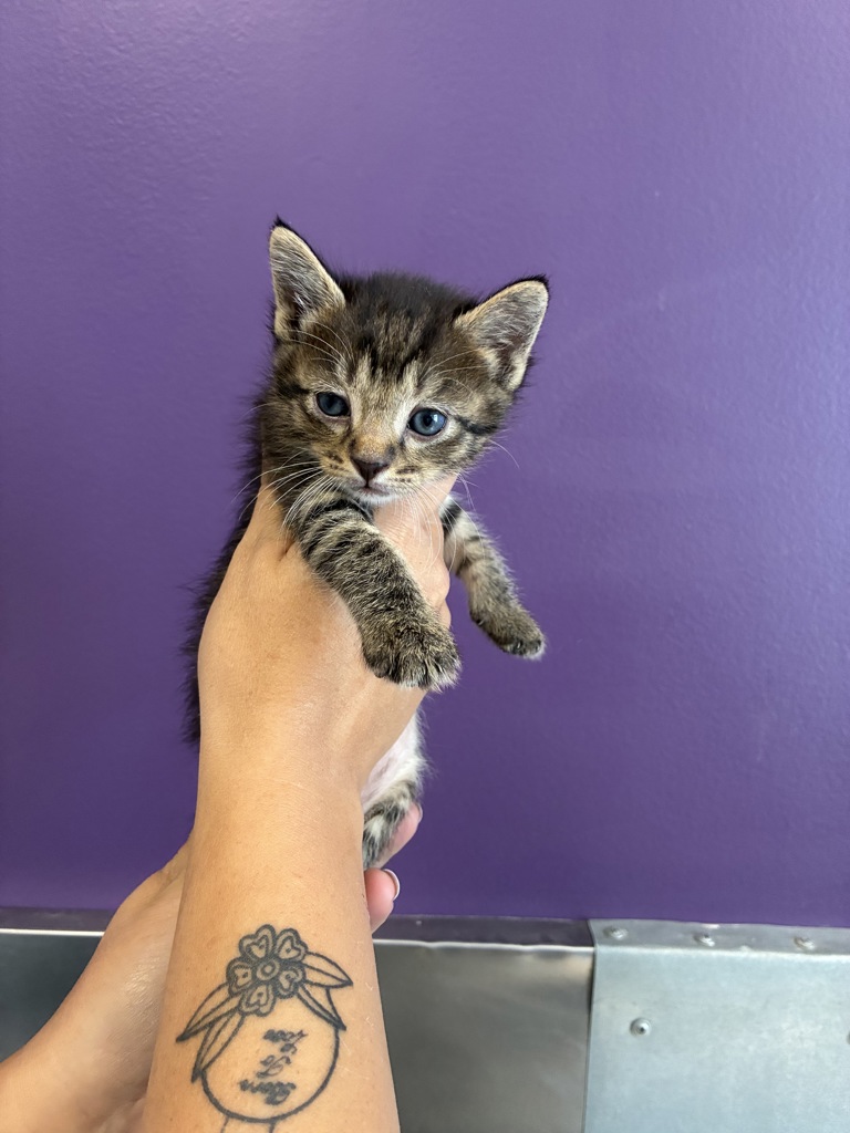 Shelter Stray Male Cat last seen Near N 300 W, SALT LAKE CITY, UT, 84103, 511 W 3900 S, Salt Lake City, UT 84123, USA