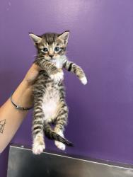 Shelter Stray Male Cat last seen Near N 300 W, SALT LAKE CITY, UT, 84103, 511 W 3900 S, Salt Lake City, UT 84123, USA