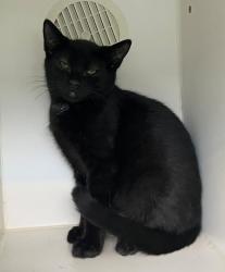 Shelter Stray Male Cat last seen Near Lee Avenue, STATEN ISLAND, NY, 10307, 3139 Veterans Rd W, Staten Island, NY 10309, USA
