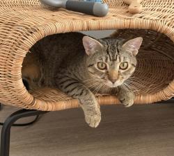 Shelter Stray Male Cat last seen Near Carpenter Avenue, BRONX, NY, 10466, 326 E 110th St, New York, NY 10029, USA