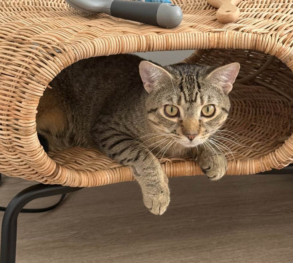 Shelter Stray Male Cat last seen Near Carpenter Avenue, BRONX, NY, 10466, 326 E 110th St, New York, NY 10029, USA