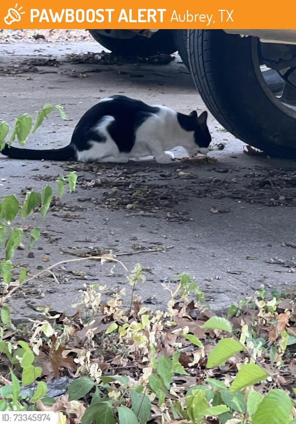 Found/Stray Male Cat last seen N Cherry St and W Blackjack Rd, Aubrey, TX 76227