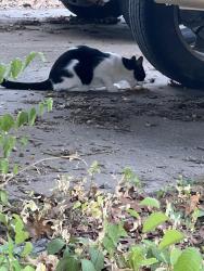 Found/Stray Male Cat last seen N Cherry St and W Blackjack Rd, Aubrey, TX 76227