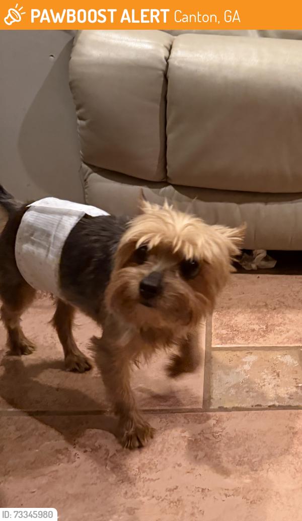 Found/Stray Male Dog last seen Cherokee Overlook Ct., Canton, GA 30115