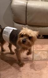 Found/Stray Male Dog last seen Cherokee Overlook Ct., Canton, GA 30115