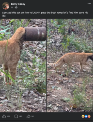Found/Stray Unknown Cat last seen By the boat dock, Floyd County, GA 30165