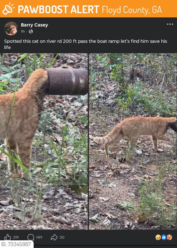 Found/Stray Unknown Cat last seen By the boat dock, Floyd County, GA 30165