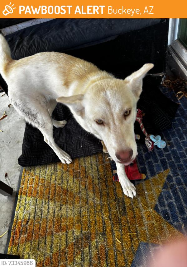 Found/Stray Female Dog last seen 86th Ave in Buckeye, Buckeye, AZ 85236