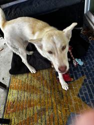 Found/Stray Female Dog last seen 86th Ave in Buckeye, Buckeye, AZ 85236