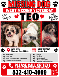 Lost Male Dog last seen Gas station, Pasadena, TX 77506