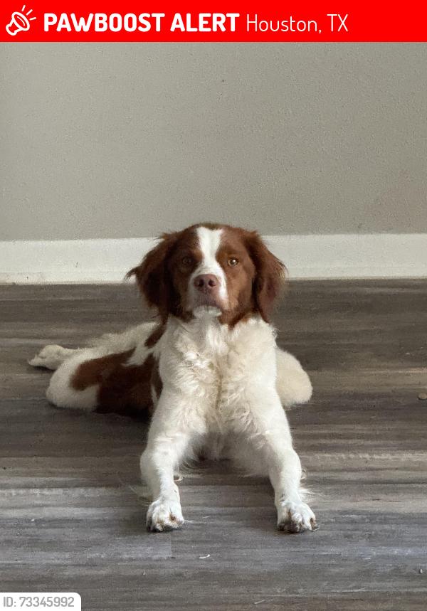 Lost Female Dog last seen Cairnleigh drive, Houston, TX 77084