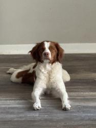 Lost Female Dog last seen Cairnleigh drive, Houston, TX 77084
