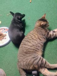 Lost Male Cat last seen Warwicke Dr, Temple, TX 76502