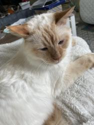 Lost Male Cat last seen 113th ave and kendall st, Westminster, CO 80020
