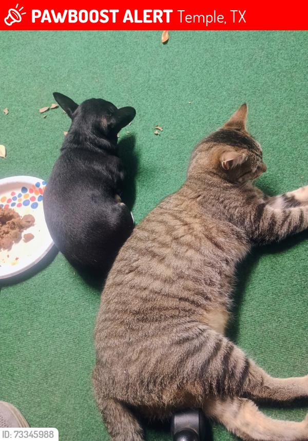 Lost Male Cat last seen Warwicke Dr, Temple, TX 76502